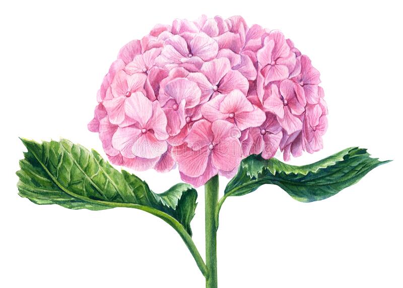 Hydrangea