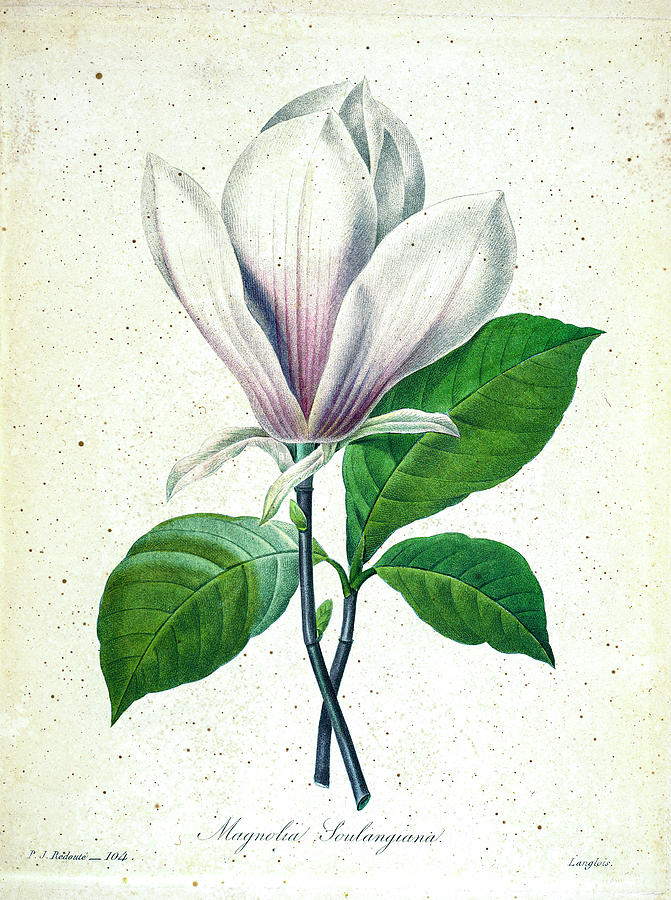 Magnolia