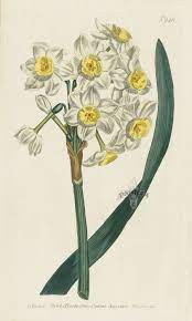 Narcisus