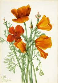 Poppy
