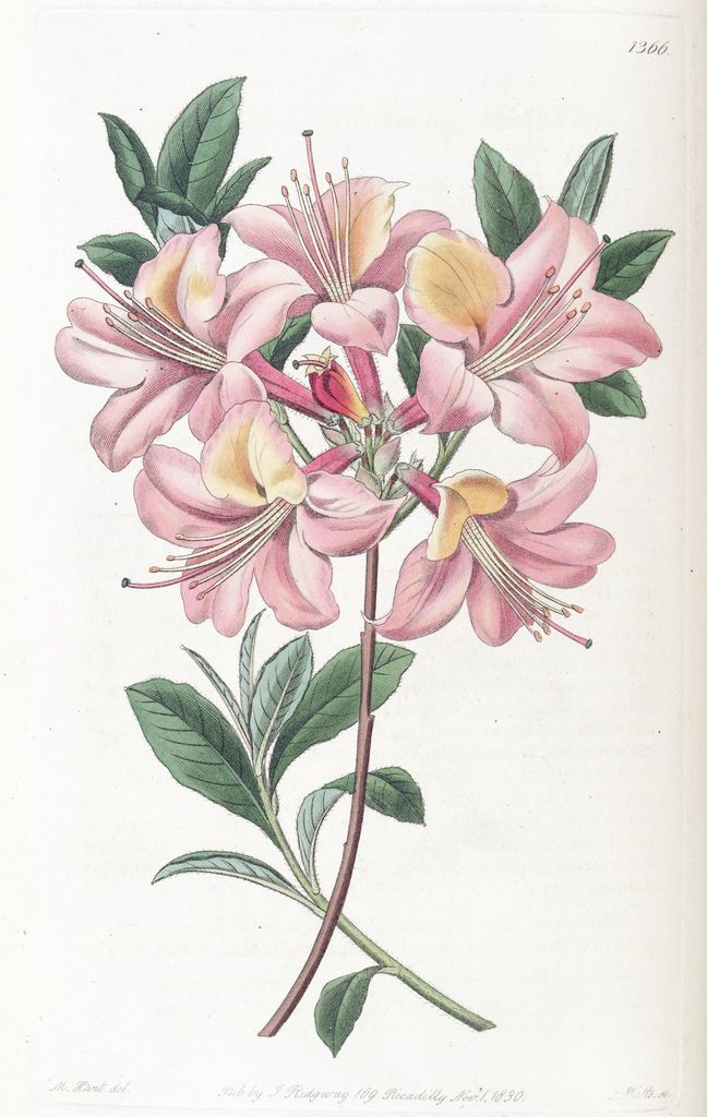 Rhododendron